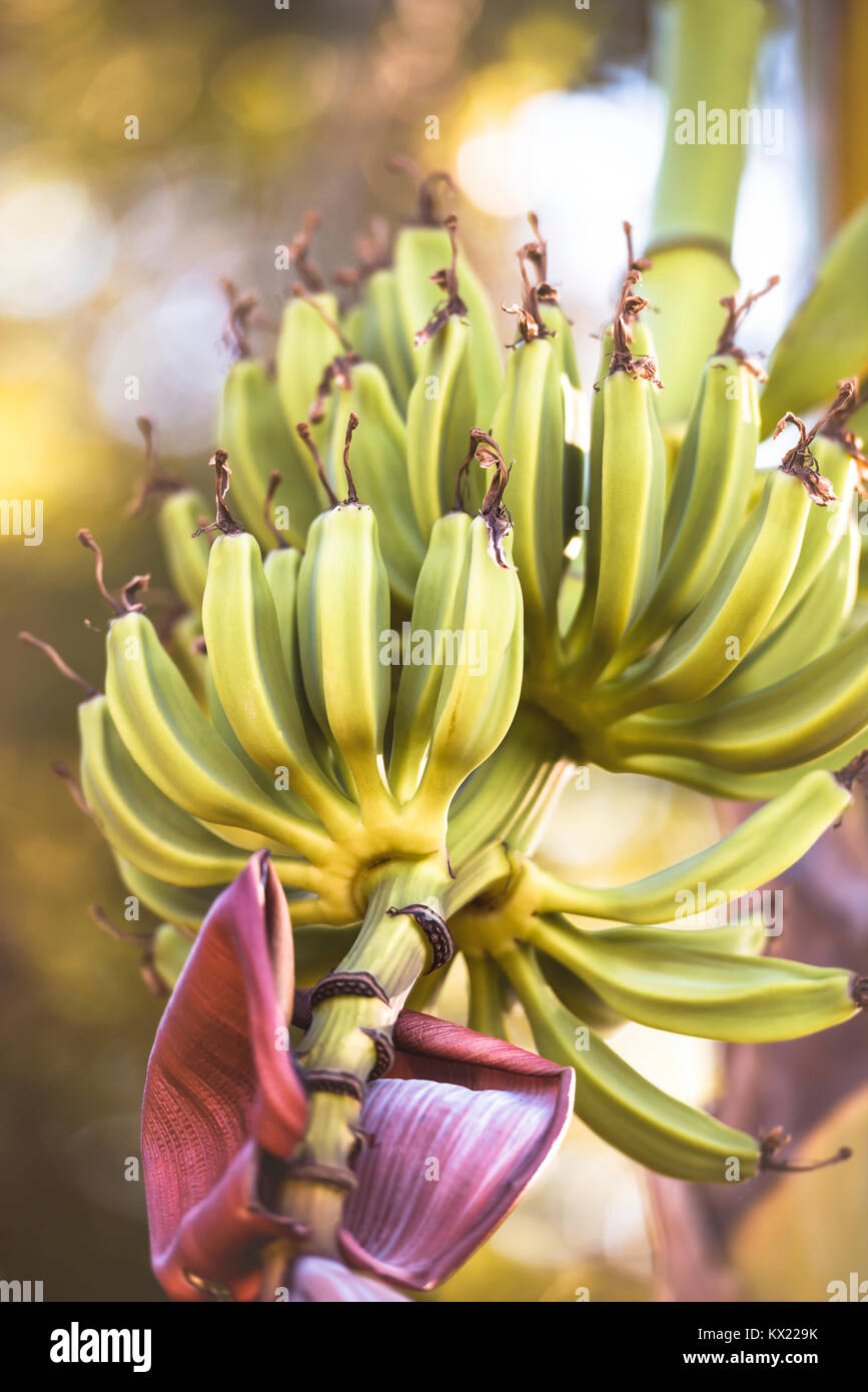 Bananen wachsen am Baum. Stockfoto