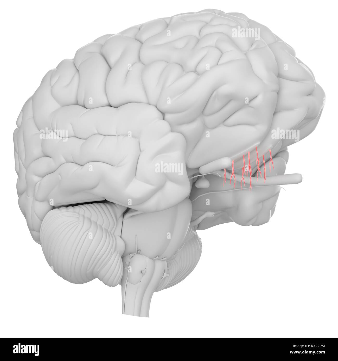 Menschliche Gehirn olfaktorischen Nerv, Illustration. Stockfoto