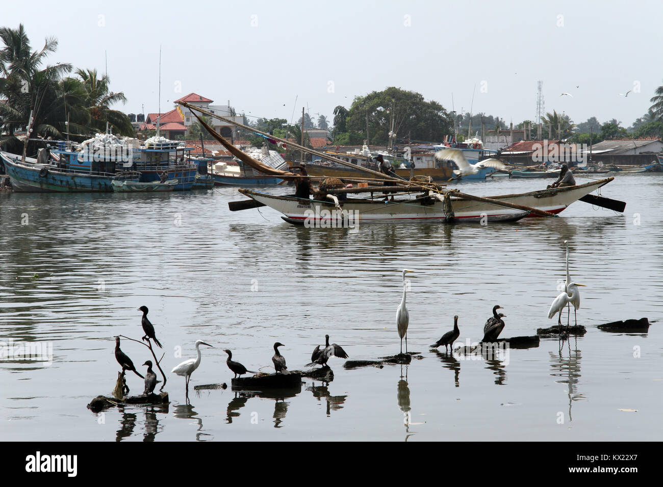 Fischerboot und Vögel auf dem Fluss in Negombo, Sri Lanka Stockfoto