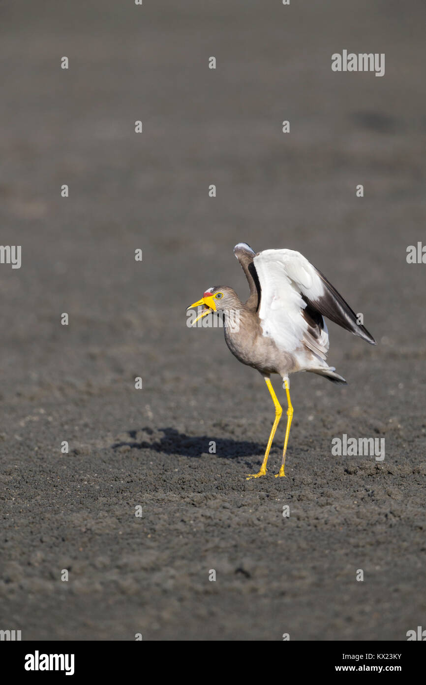 Afrikanische Gelbstirn-blatthühnchen Kiebitz Vanellus senegallus, Erwachsene, Anzeigen & Flügel - Stretching, Palm Beach Hotel, Kotu, Gambia im November. Stockfoto