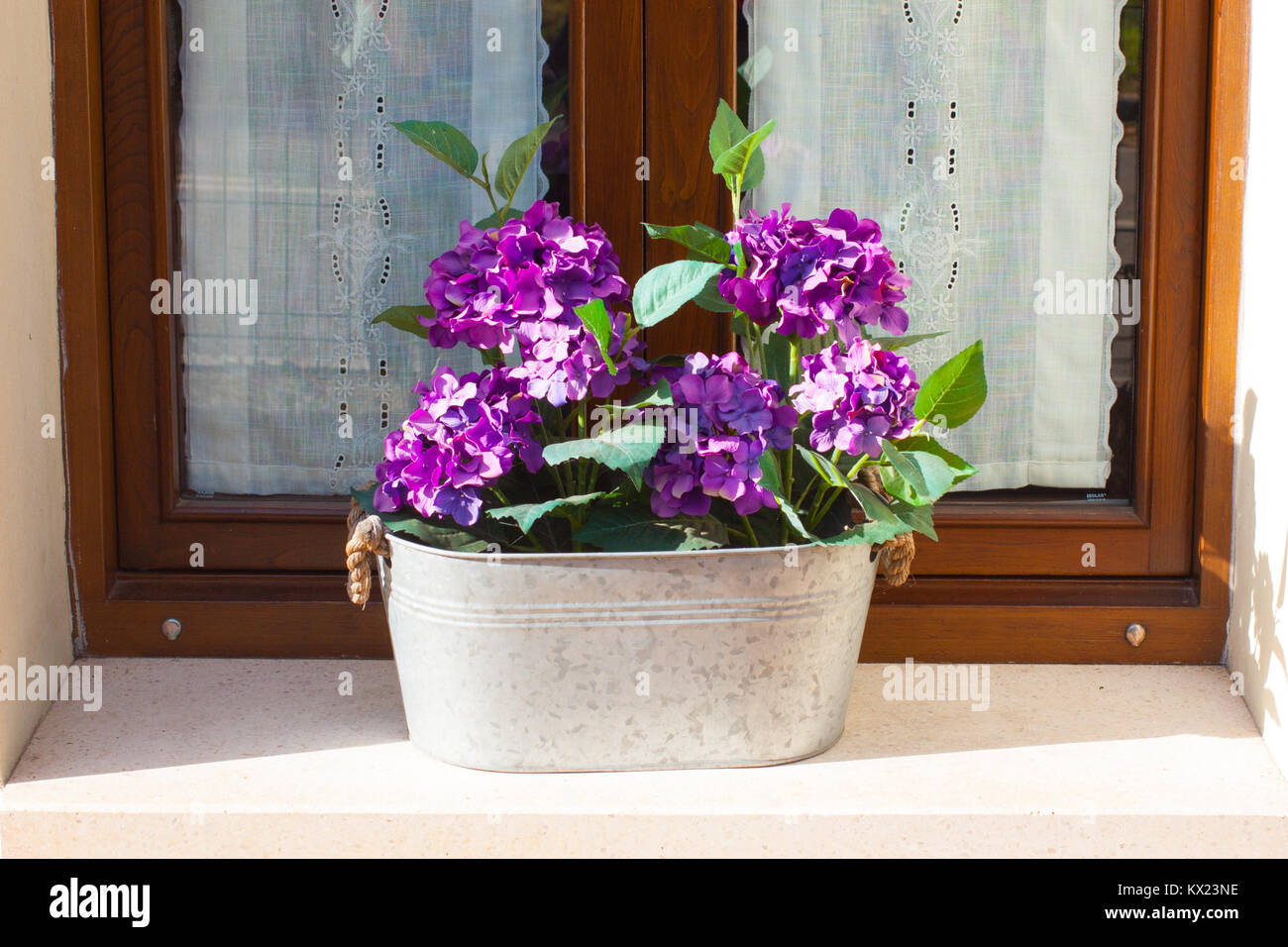 Purple Hydrangea in einem Blumentopf auf dem Fensterbrett Stockfoto