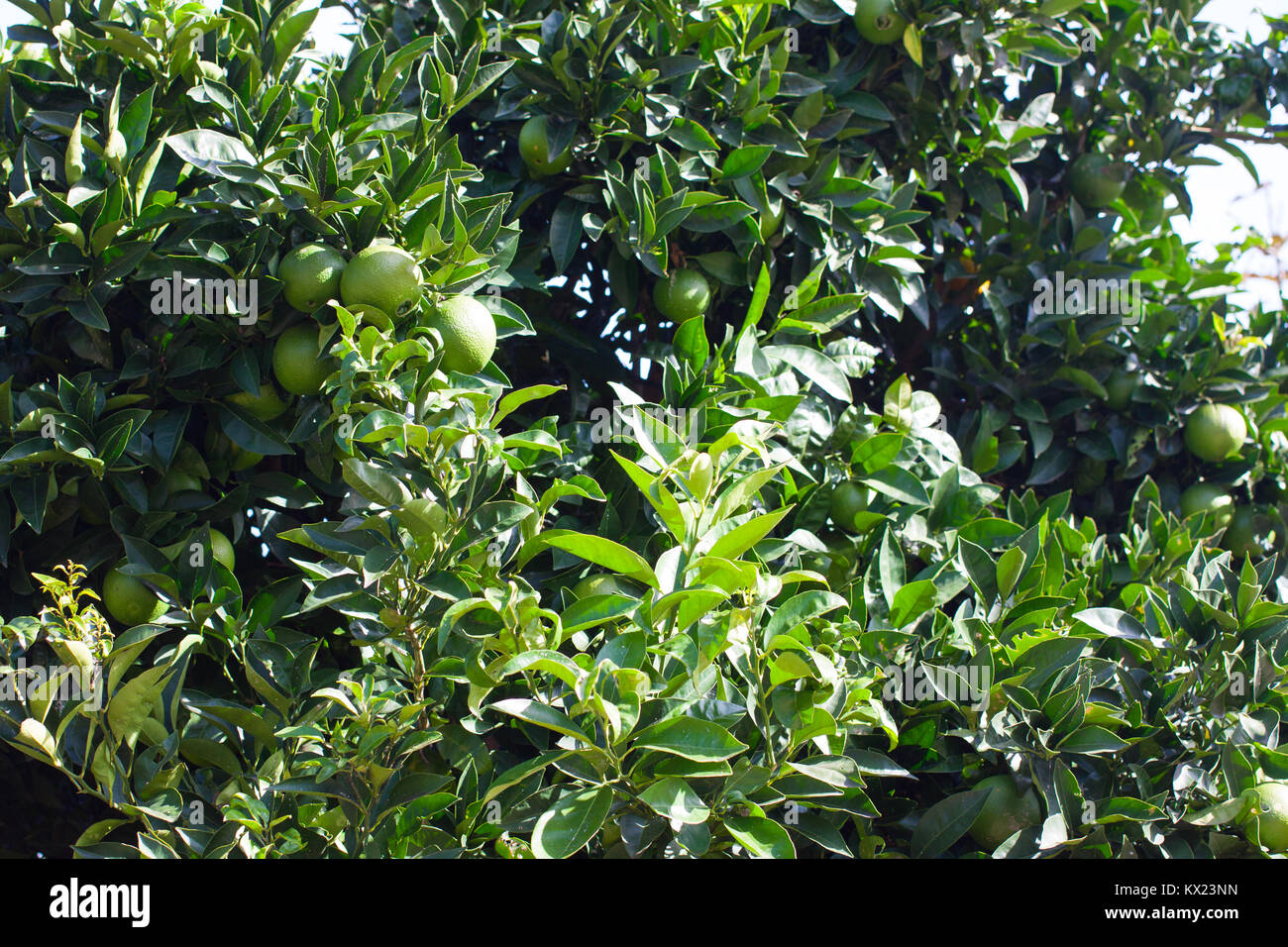 Orange Tree mit grünen Orangen in Asturien, Spanien Stockfoto