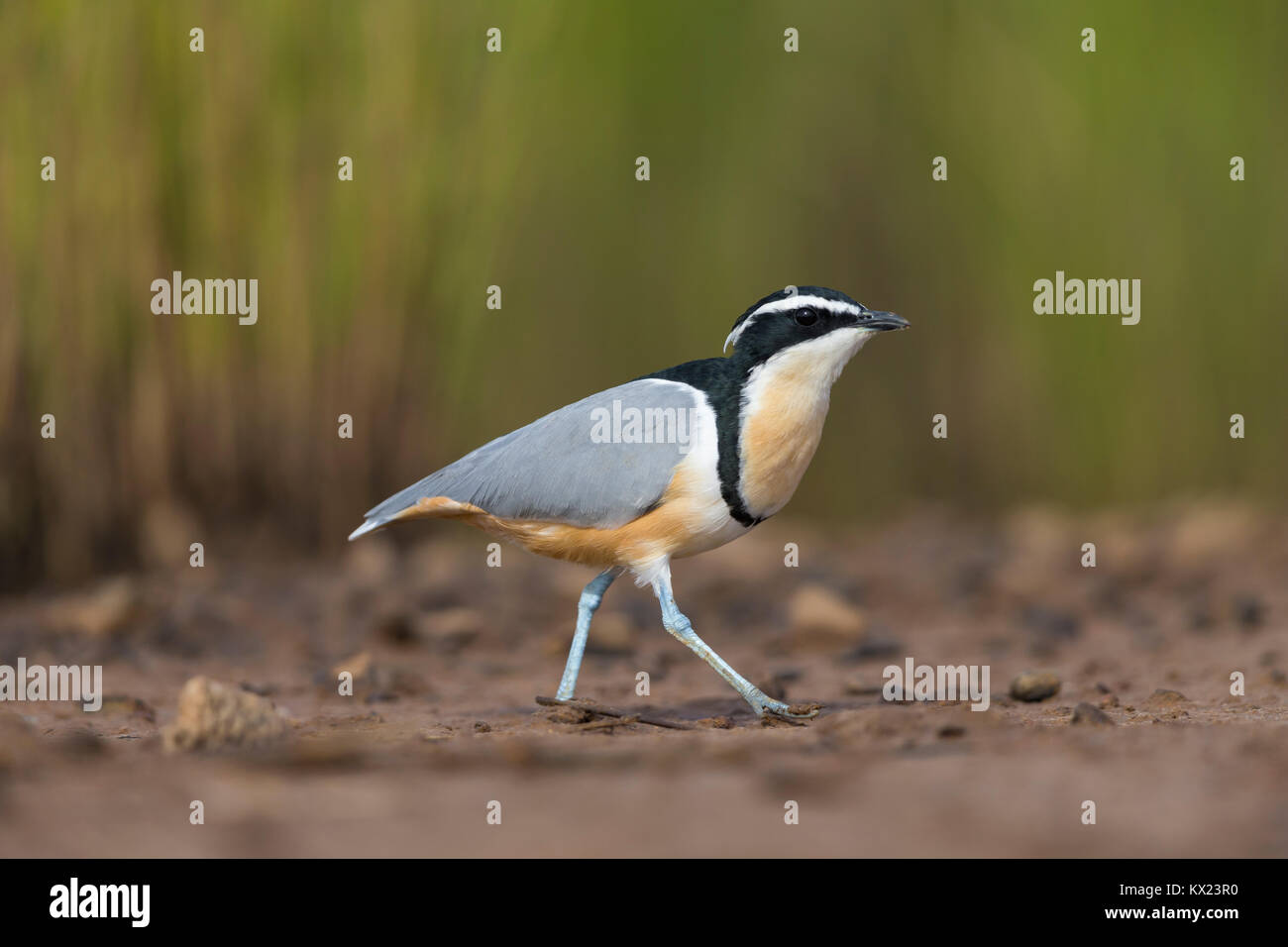 Ägyptische plover Pluvianus aegyptius, Erwachsener, Nahrungssuche auf schlammigen See ufer, untere Saloum, Gambia im November. Stockfoto