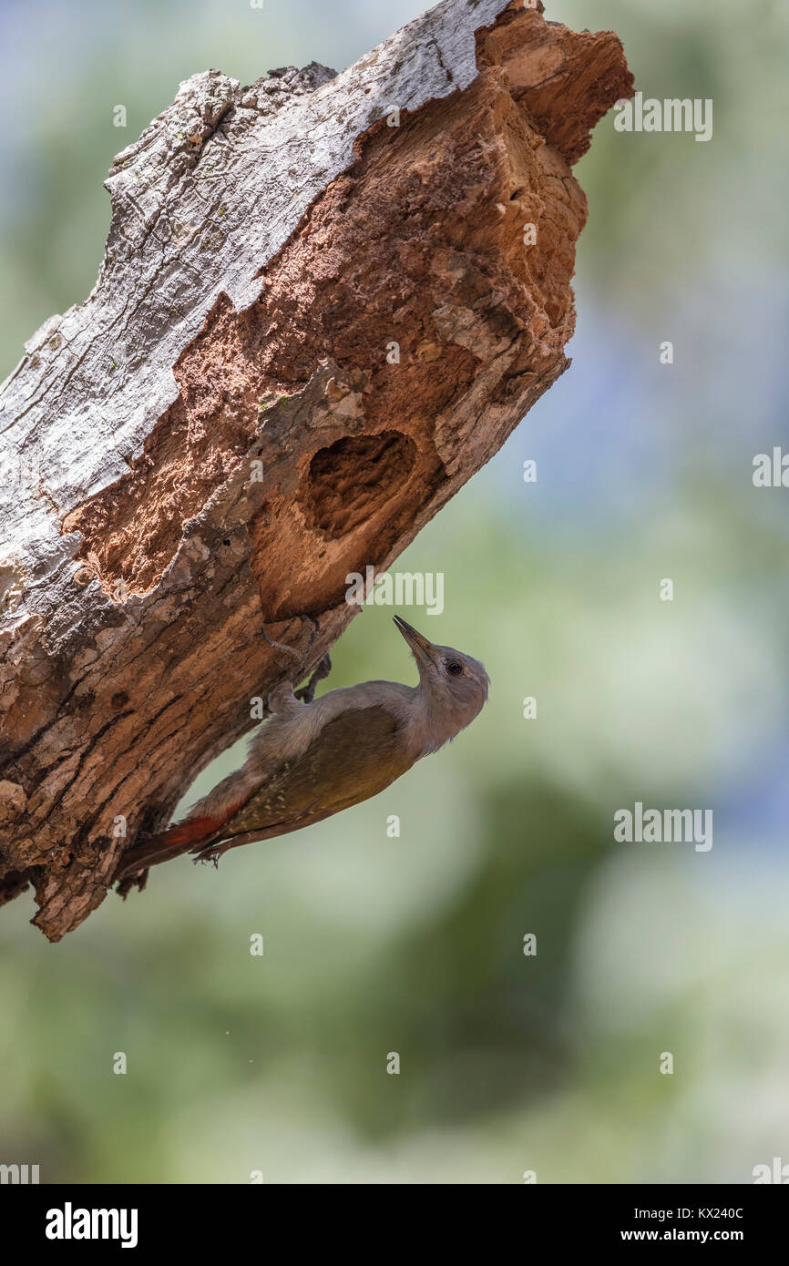 Grau Specht Dendropicos goertae, erwachsene Frau, an der Seite der Nest Loch gehockt, Abuko Nationalpark, Gambia im November. Stockfoto