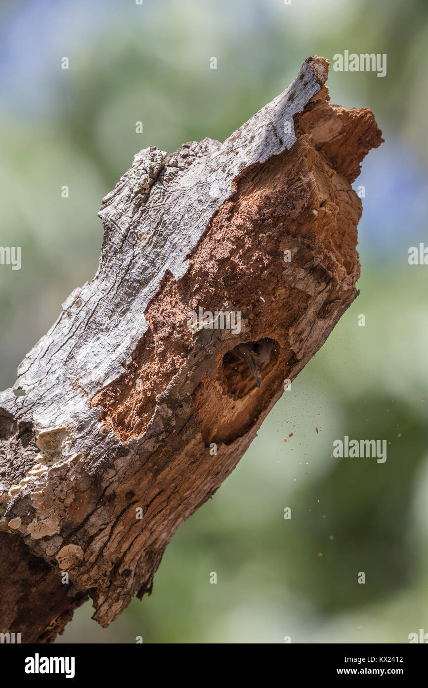 Grau Specht Dendropicos goertae, erwachsene Frau, Aushub nest hole, Abuko Nationalpark, Gambia im November. Stockfoto