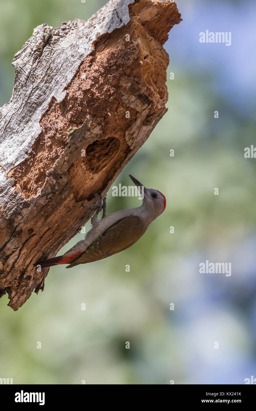 Grau Specht Dendropicos goertae, Männchen, auf der Seite des nest Loch gehockt, Abuko Nationalpark, Gambia im November. Stockfoto