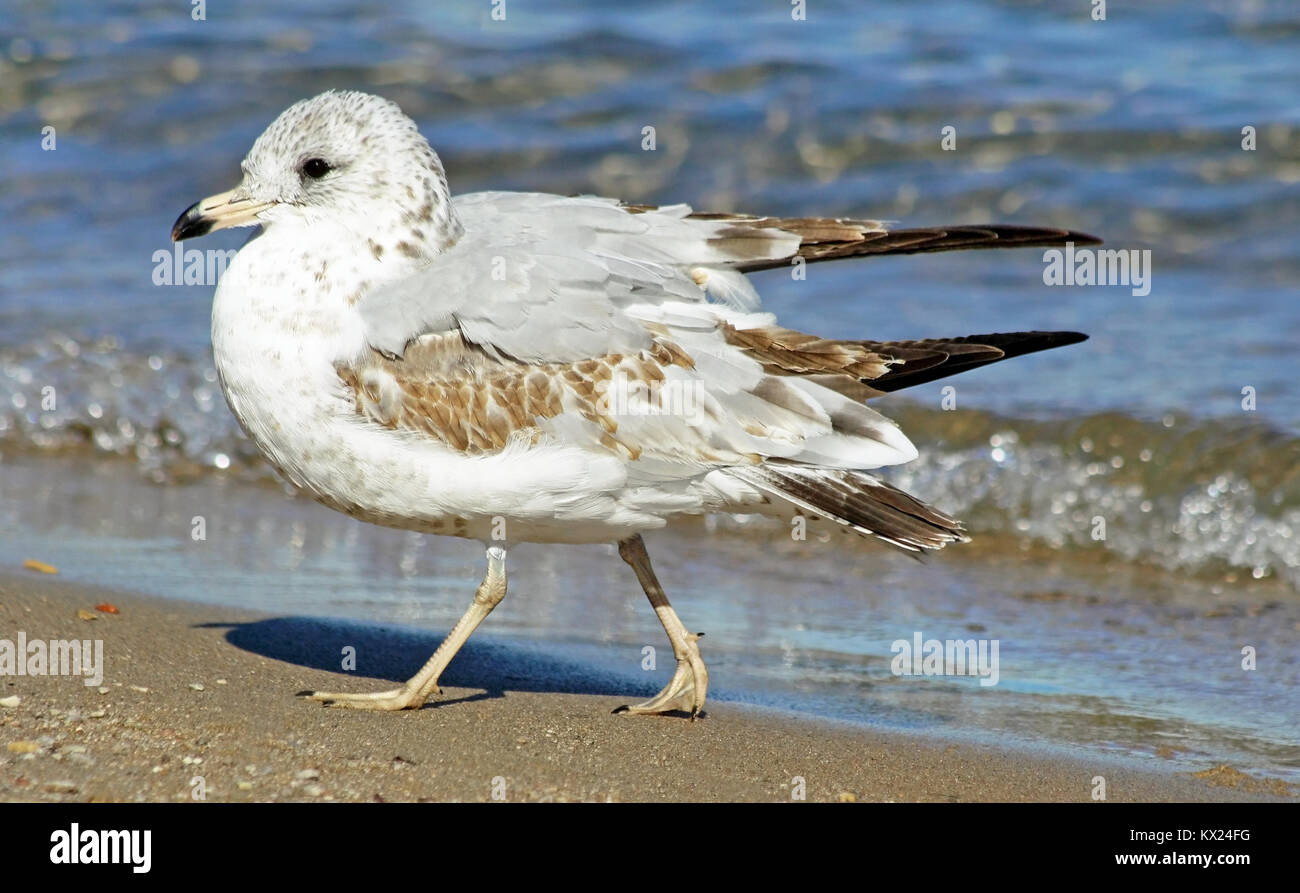 Möwe auf einem sandigen Strand mit schönen sanften Wellen im Hintergrund Stockfoto