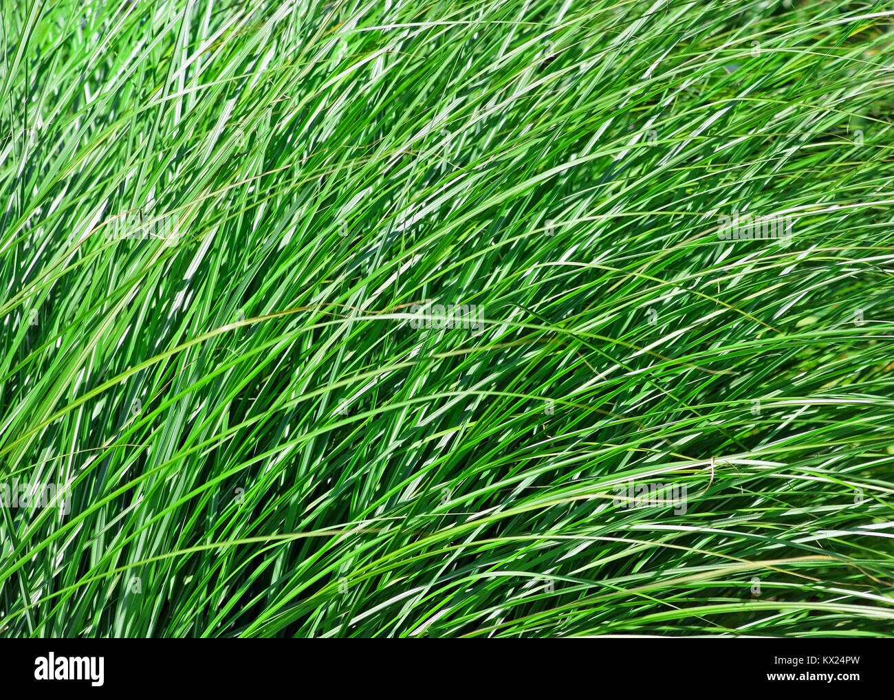 Messer von Dick gesunden grünen Gras Stockfoto