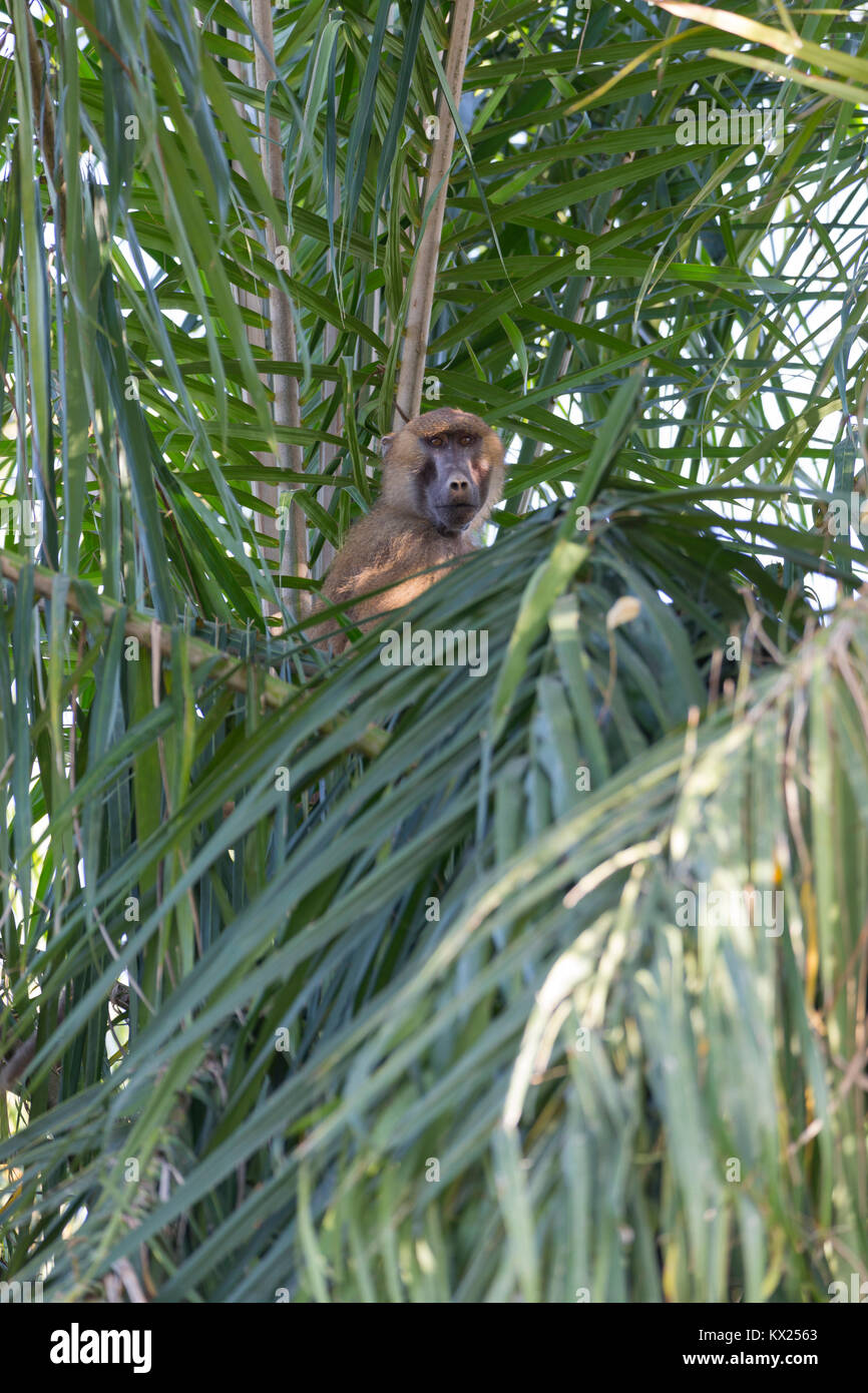 Guniea Pavian Papio papio, sitzen im Baum, Gambia River, Georgetown, Gambia im November. Stockfoto