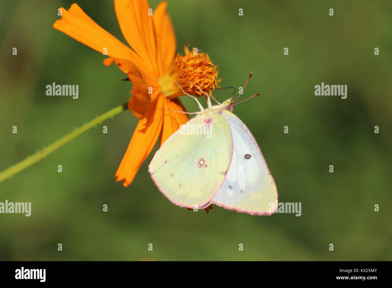 Schöne orange Schwefel, die in der Shenandoah Valley üblich ist. Ihren Wirtspflanzen sind einheimische und exotische Luzerne, Klee und andere Hülsenfrüchte Stockfoto