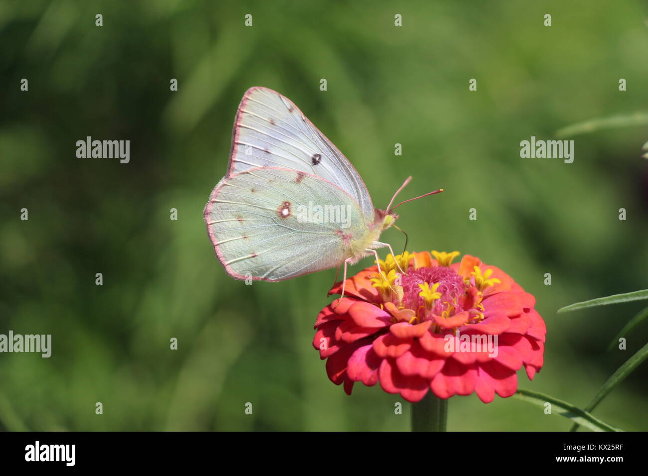 Schönes Zeichen der Sommer auf Zinnia und das Sammeln von Nektar Stockfoto