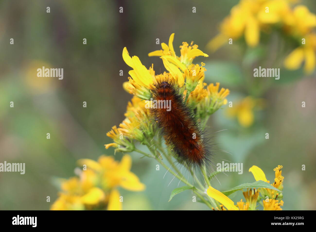 Caterpillar Fütterung auf Garten Blumen Stockfoto