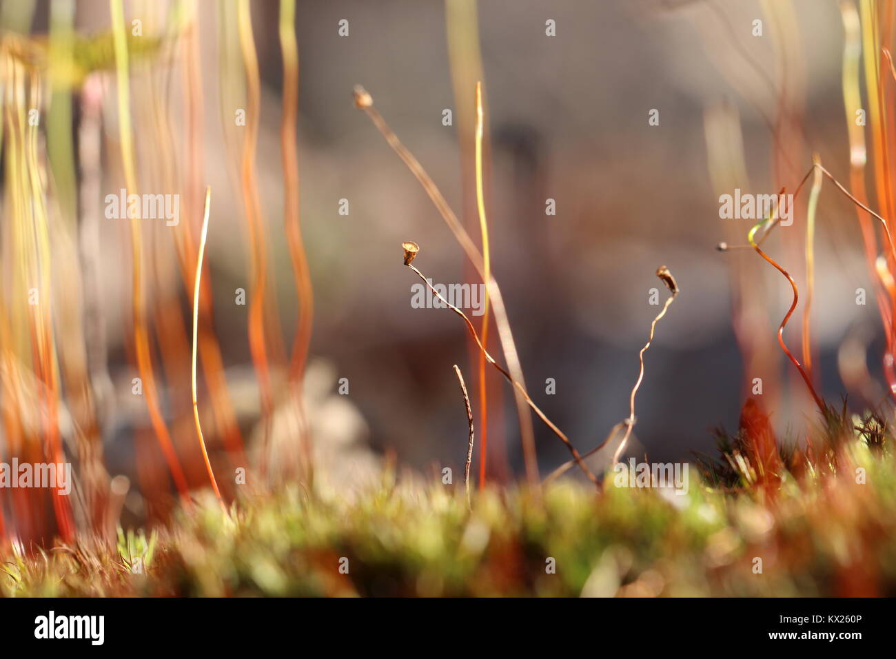 Nahaufnahme Detail von Moos im Sommer Stockfoto