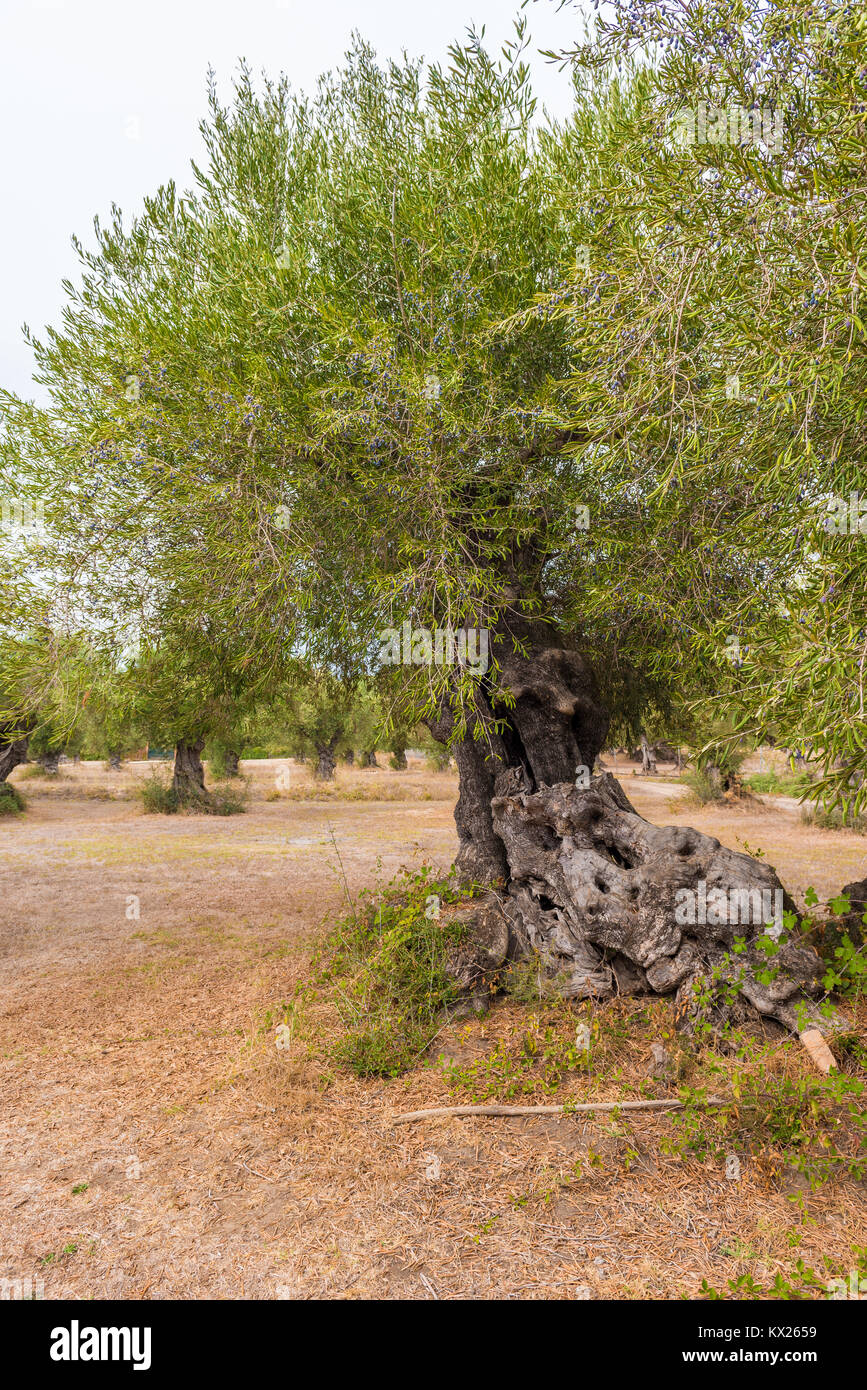 Olivenhain mit großen alten Baum Wurzeln und Stamm. Insel Zakynthos, Griechenland. Stockfoto