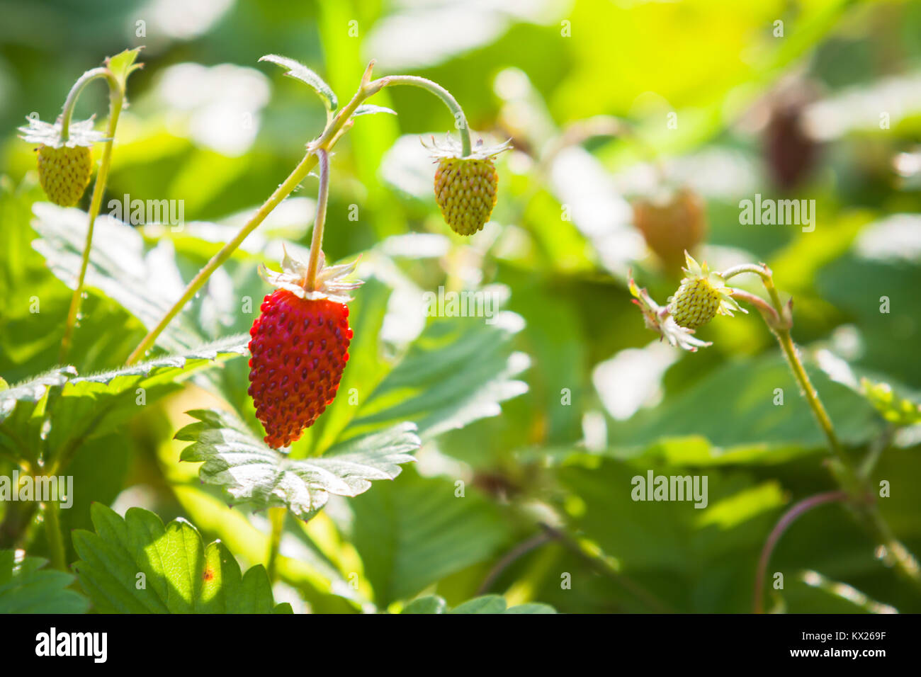 Frische Erdbeeren im Sommer Wald, Nahaufnahme Foto mit selektiven Fokus Stockfoto