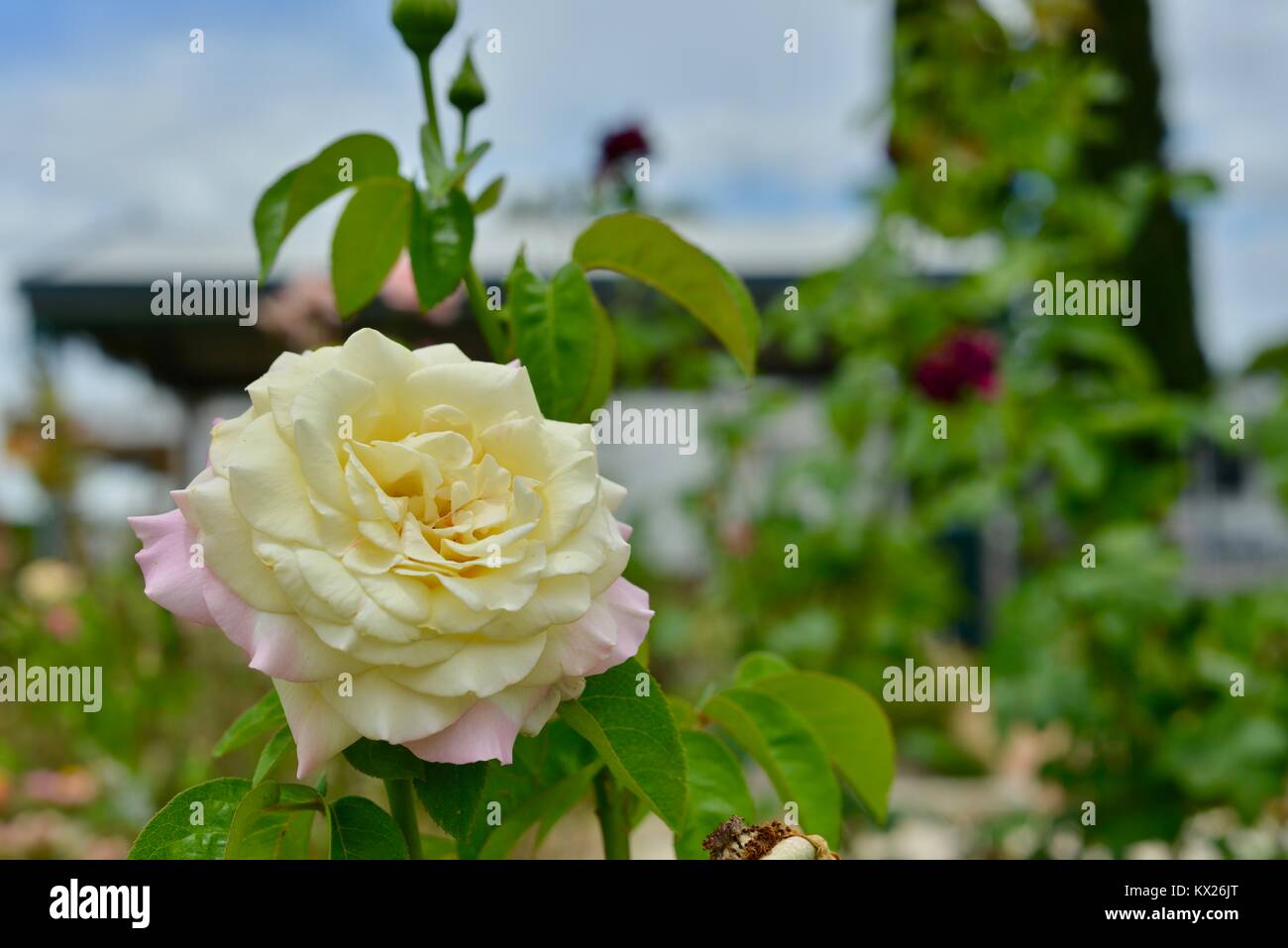 Bunte Blumen zu alamys bereits riesige Sammlung von Blumen, Queensland, Australien Stockfoto