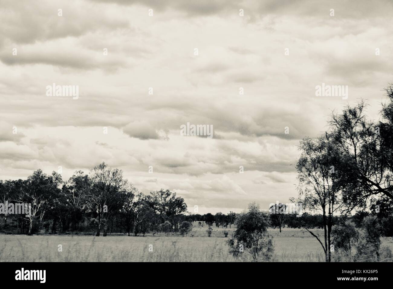 Dramatische schwarz-weiß Bilder von Australien, Dezember, Queensland, Australien Stockfoto