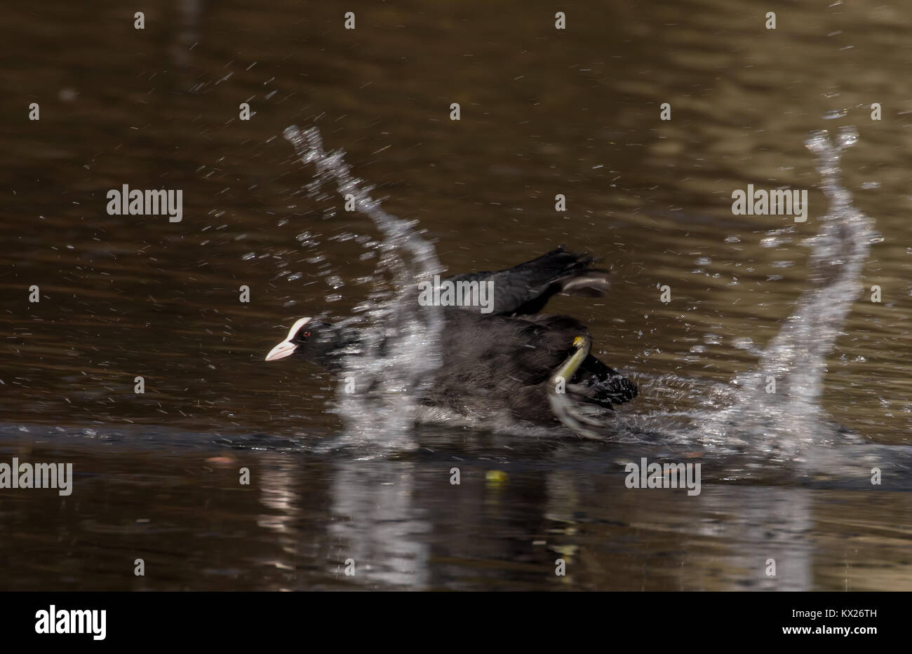 Blässhuhn über Wasser laufen, Großbritannien Stockfoto