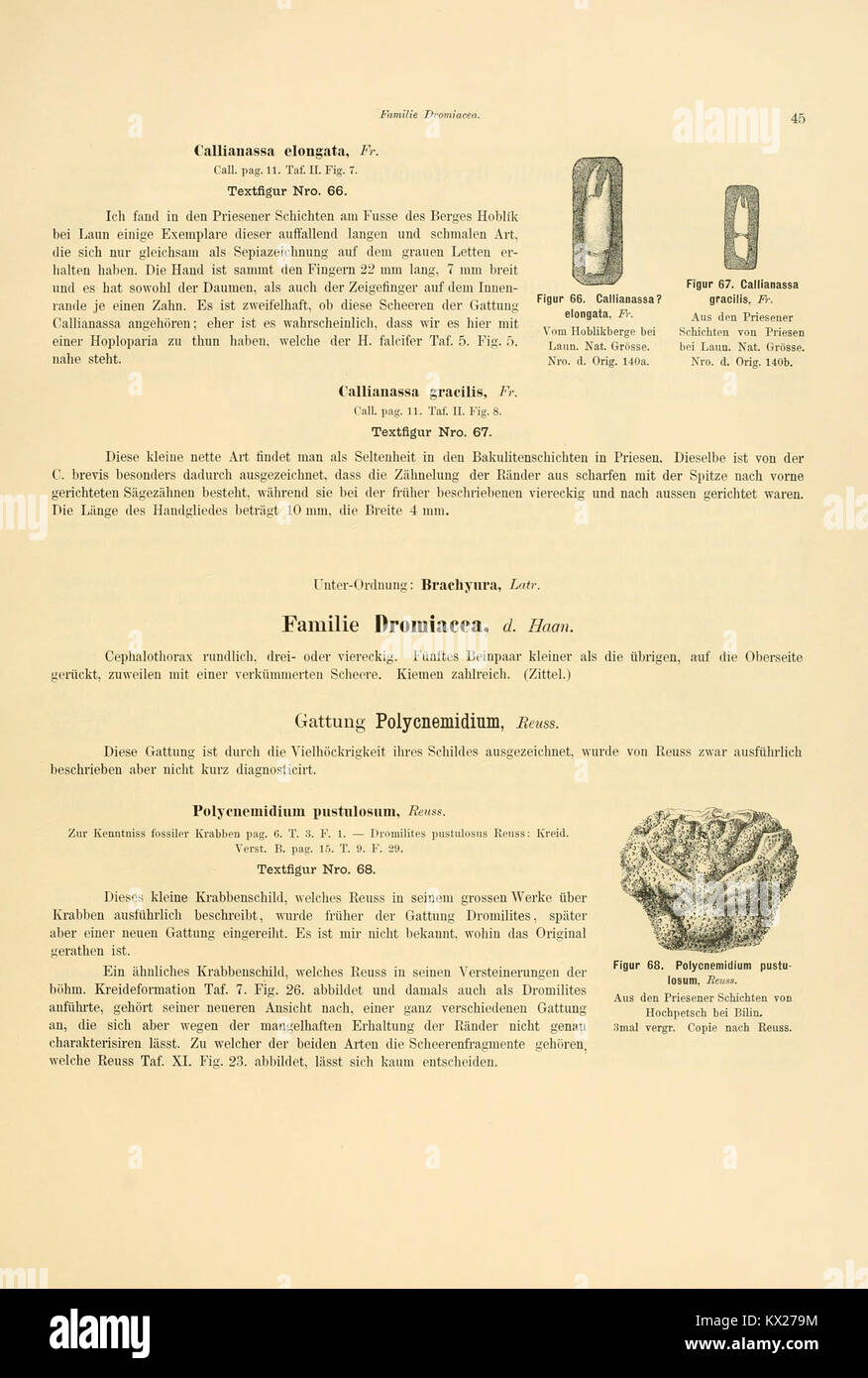 Sterben der böhmischen kreideformation Crustaceen (Seite 45, Abb. 66-68) BHL 10678940 Stockfoto