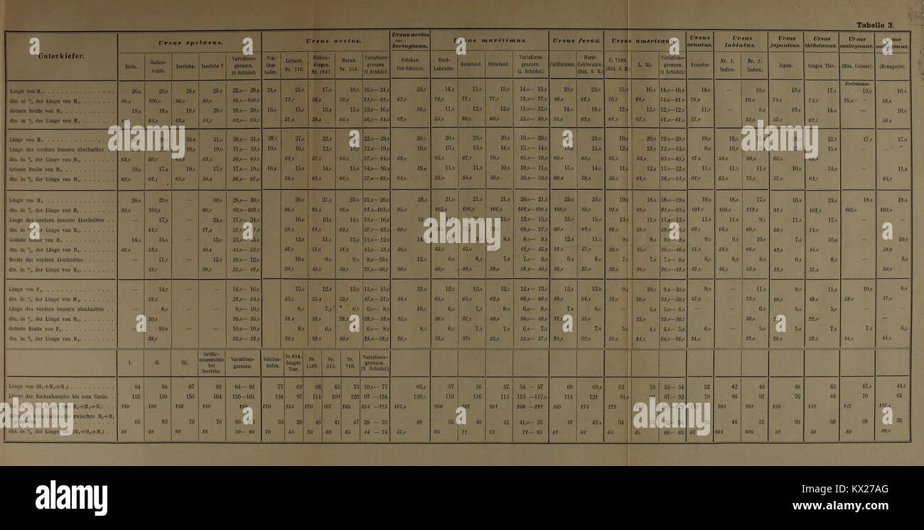 Die wasserdichte Wirbeltierfauna von Vöklinshofen im Oberelsässischen, dokumentiert fossile Arten und pleistozäner Kontext. Stockfoto