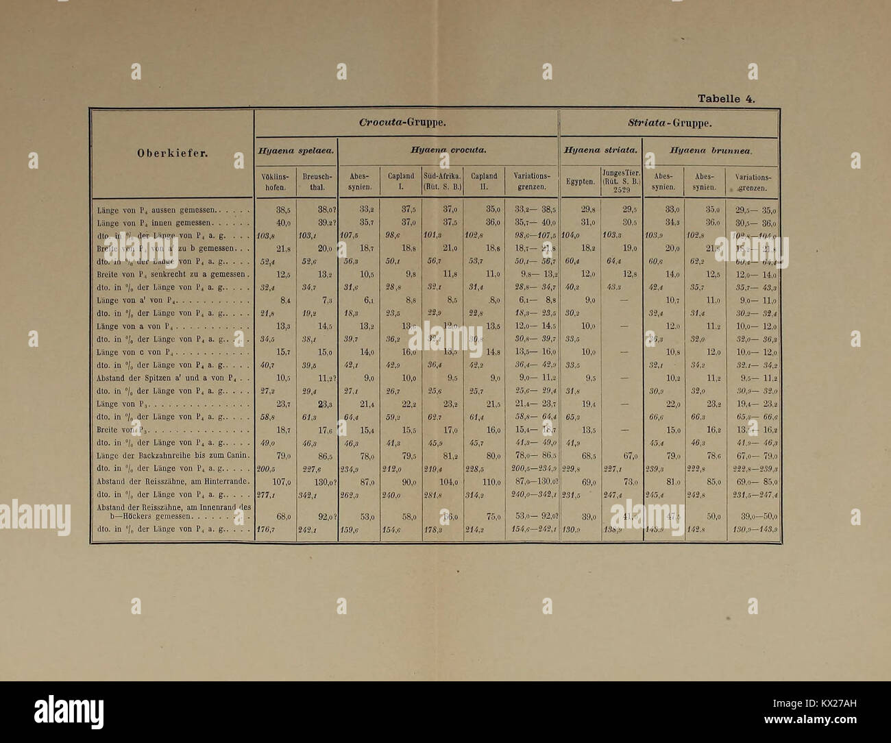 Eine paläontologische Studie mit dem Titel „die diluviale Wirbeltierfauna von Vöklinshofen (Ober-Elsass)“ beschreibt die Wirbeltierfauna aus den pleistozänen Ablagerungen im Oberelsässischen, einschließlich Fossiliendokumentation. Stockfoto