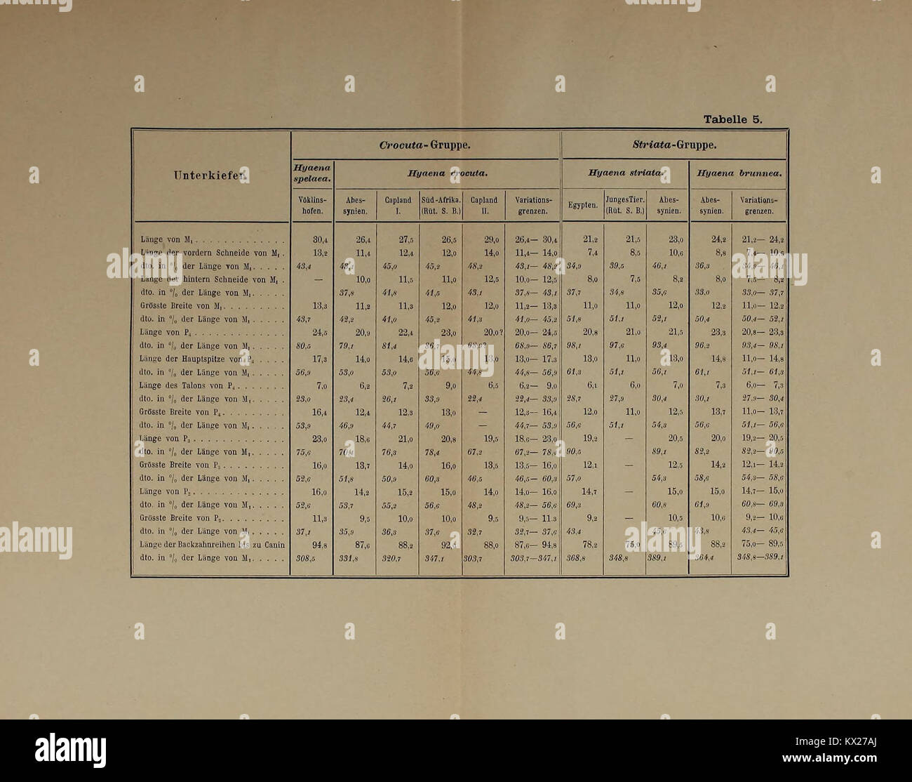 Wissenschaftliche Untersuchung der pleistozänen Wirbeltierfauna von Vöklinshofen im Oberelsass zur Artenvielfalt und Fossilienbeweis Stockfoto