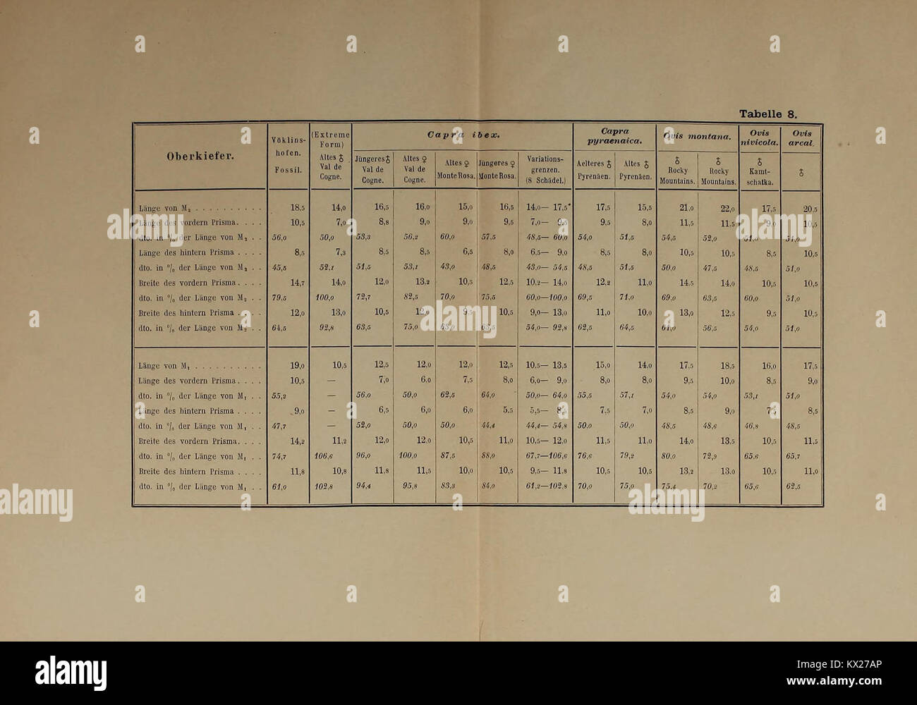 Die vorliegende Arbeit dokumentiert die Verdünnungswirbelfauna von Vöklinshofen im Oberelsässis und veranschaulicht die Artenvielfalt und Fossilienbestände aus dem Pleistozän. Stockfoto