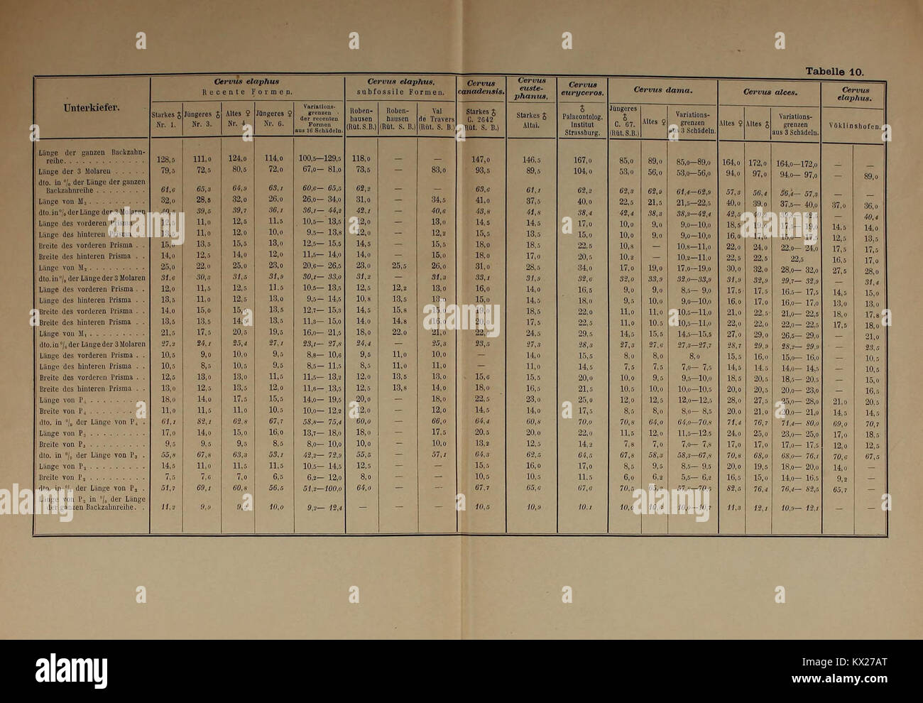Die wasserdichte Wirbeltierfauna von Vöklinshofen im Oberelsässischen, dokumentiert fossile Arten und pleistozäner Umweltkontext. Stockfoto
