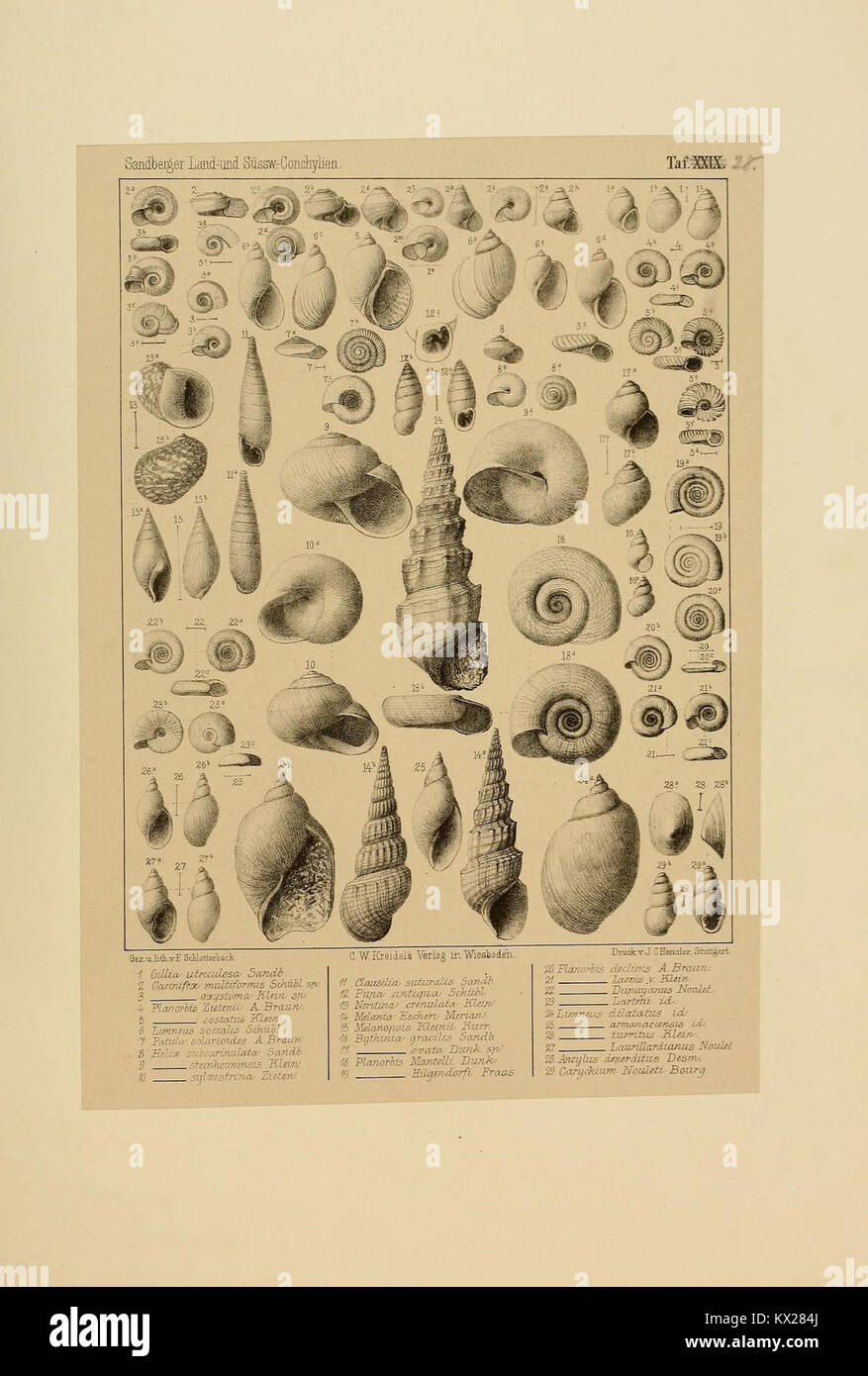 Dieses Bild zeigt eine Illustration aus „die Land- und Süßwasser Conchylien der Vorwelt“, die antike Land- und Süßwassermuscheln dokumentiert, die für die paläontologische Forschung und die Erforschung ausgestorbener Arten von Bedeutung sind. Stockfoto