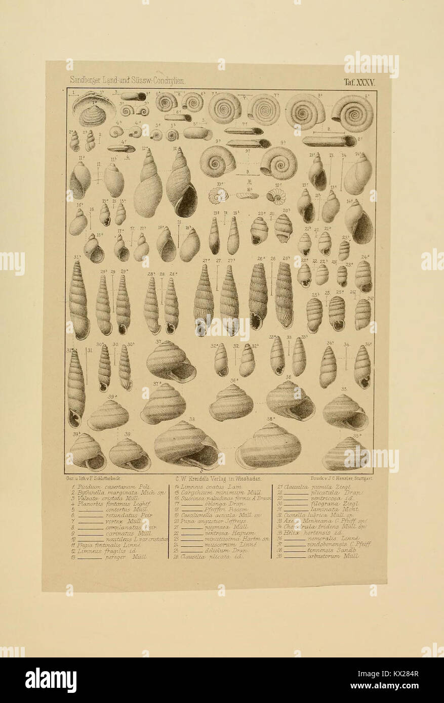 Ein Bild aus „die Land- und Süßwasser Conchylien der Vorwelt“ mit Abbildungen und Beschreibungen ausgestorbener Land- und Süßwassermuscheln. Stockfoto