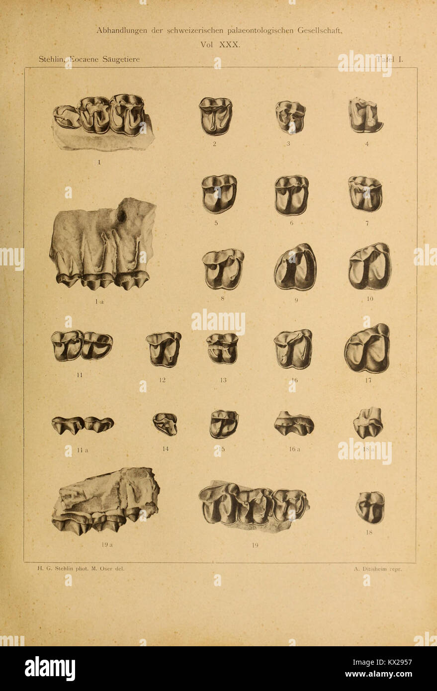 Dieses Dokument untersucht die Säugetiere des Schweizer Eozäns, einer geologischen Periode von 56 bis 33,9 Millionen Jahren, und hebt die Vielfalt der Säugetierarten in dieser Region während dieser Zeit hervor. Stockfoto