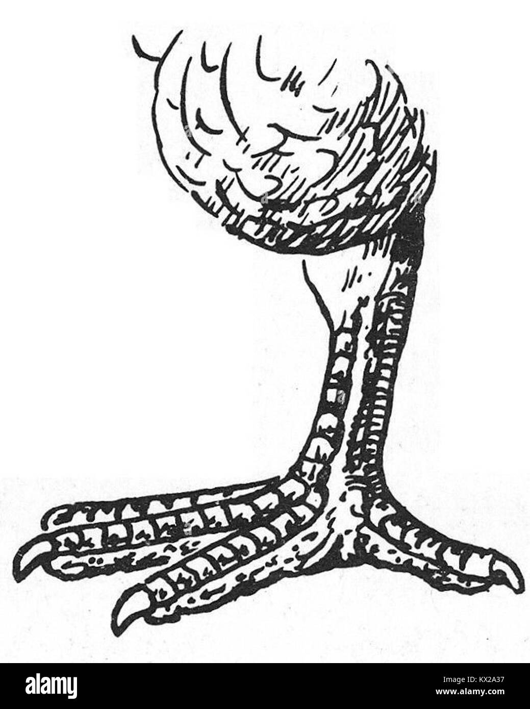 Ein 1984 erschienenes Werk mit dem Titel „die Taube“ erforscht den Frieden, wie er durch den Vogel symbolisiert wird, kontextualisiert innerhalb kultureller und historischer Rahmen, mit visueller und textueller Darstellung. Stockfoto