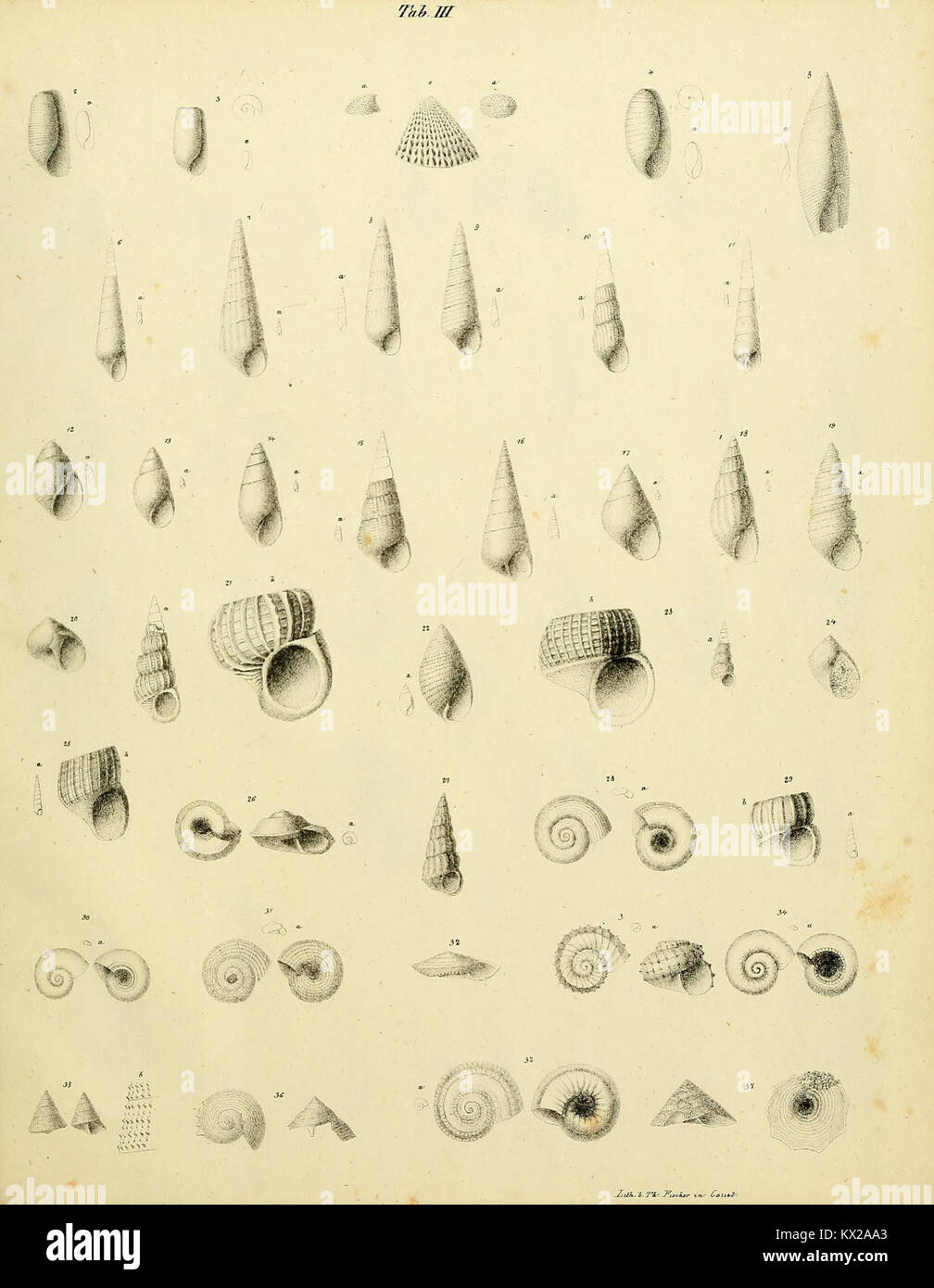 Eine wissenschaftliche Arbeit, die tertiäre Fossilien aus Nordwestdeutschland detailliert beschreibt und illustriert, um paläontologische Forschungen der geologischen Zeit zu unterstützen. Stockfoto