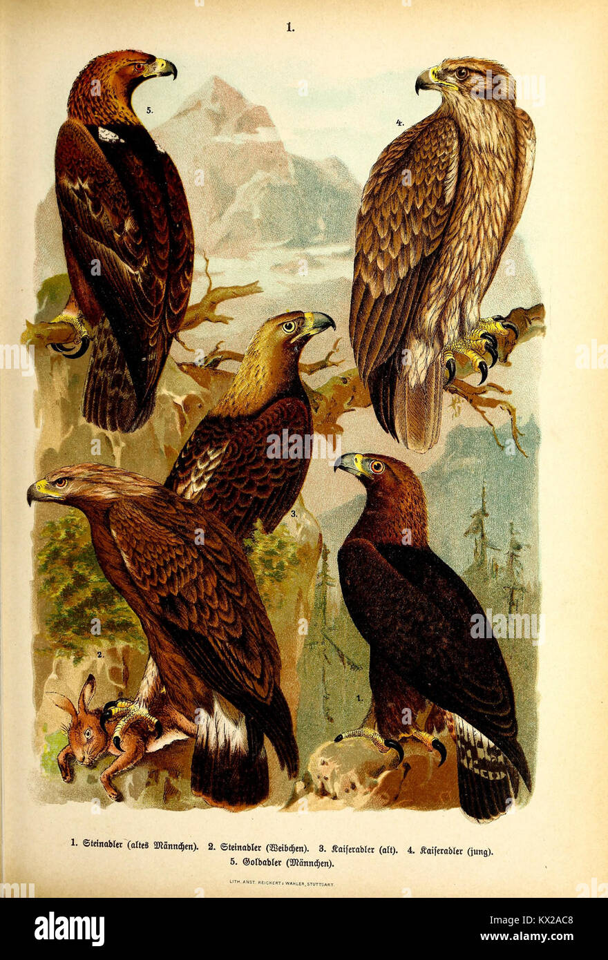 Platte 1 der 1897 erschienenen „Vögel Europas“ von Friedrich Wilhelm August Arnold mit detaillierten Abbildungen verschiedener europäischer Vogelarten. Stockfoto