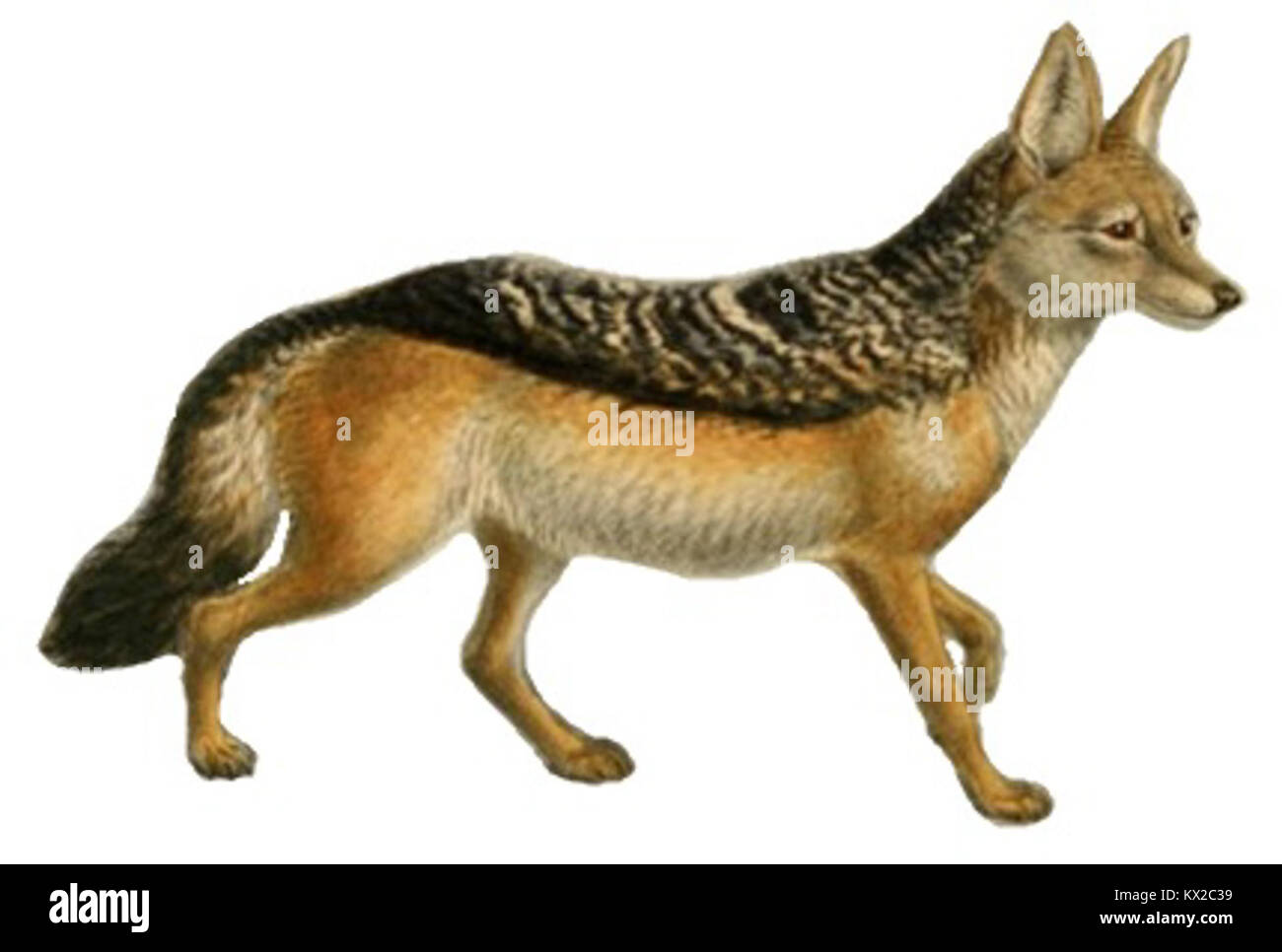 Zoologische Illustration, die Hunde, Schakale, Wölfe und Füchse zeigt, die Anatomie betont, physikalische Merkmale und Verhalten der Kanidarten. Stockfoto