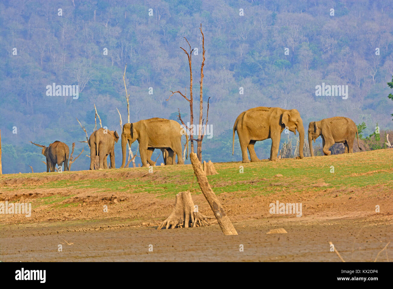 Indische Elefanten auf der Kabini River in Nagarhole Nationalpark in Indien Stockfoto