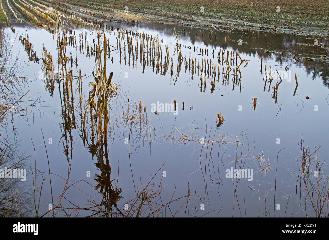 Überfluteten Ackerflächen, ein Maisfeld mit Pfützen nach einigen Wochen Regen Stockfoto