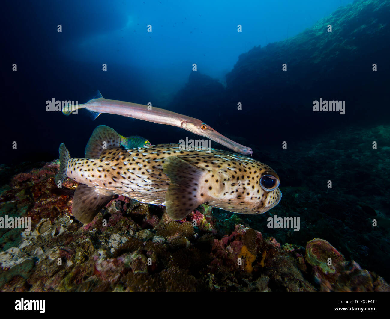 Die trompetenfische, Aulostomus maculatus, mag Buddy mit grösseren Fische wie dieser Spot-fin porcupinefish (Diodon hystrix). Auf diese Weise sind Sie clo erhalten können Stockfoto