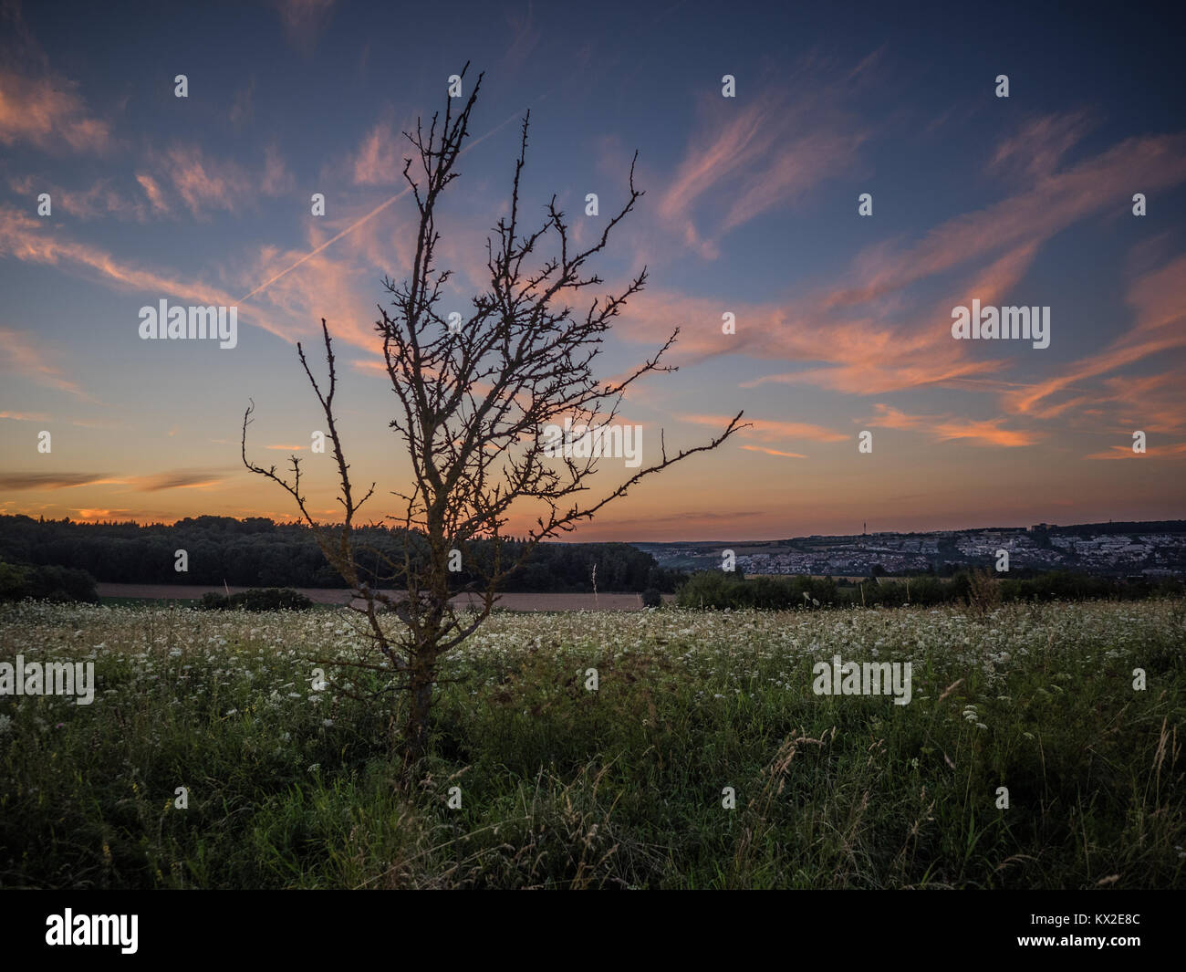 Toter Baum vor dem Abendhimmel, Ulm, Deutschland Stockfoto