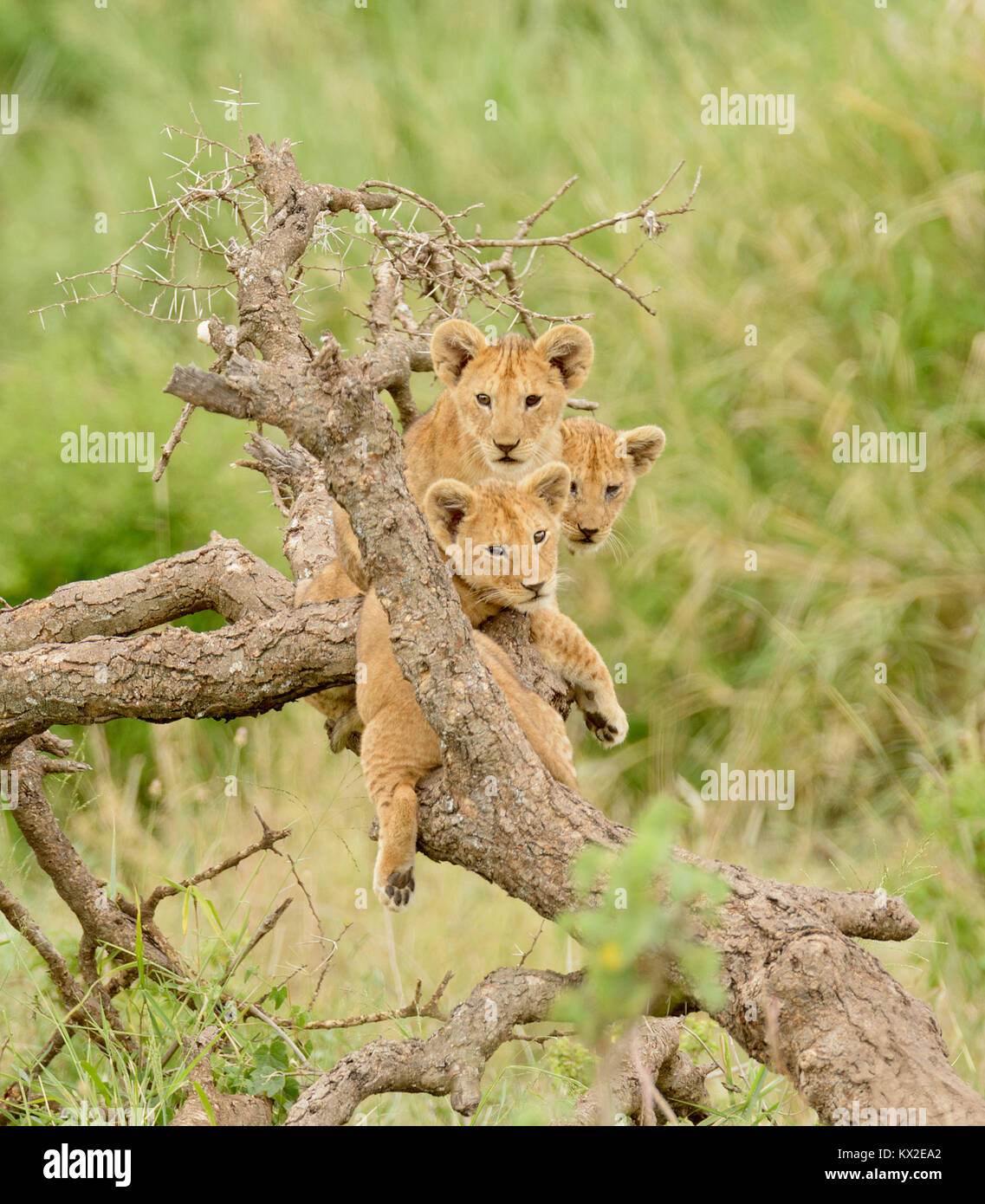 Eine Gruppe von Lion Cubs heraus hängen in einem Baum Stockfoto