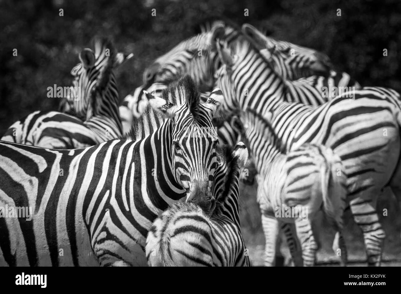 Ebenen Zebra im Krüger-Nationalpark, Südafrika; Specie Equus Quagga Burchellii Familie von Equiden Stockfoto