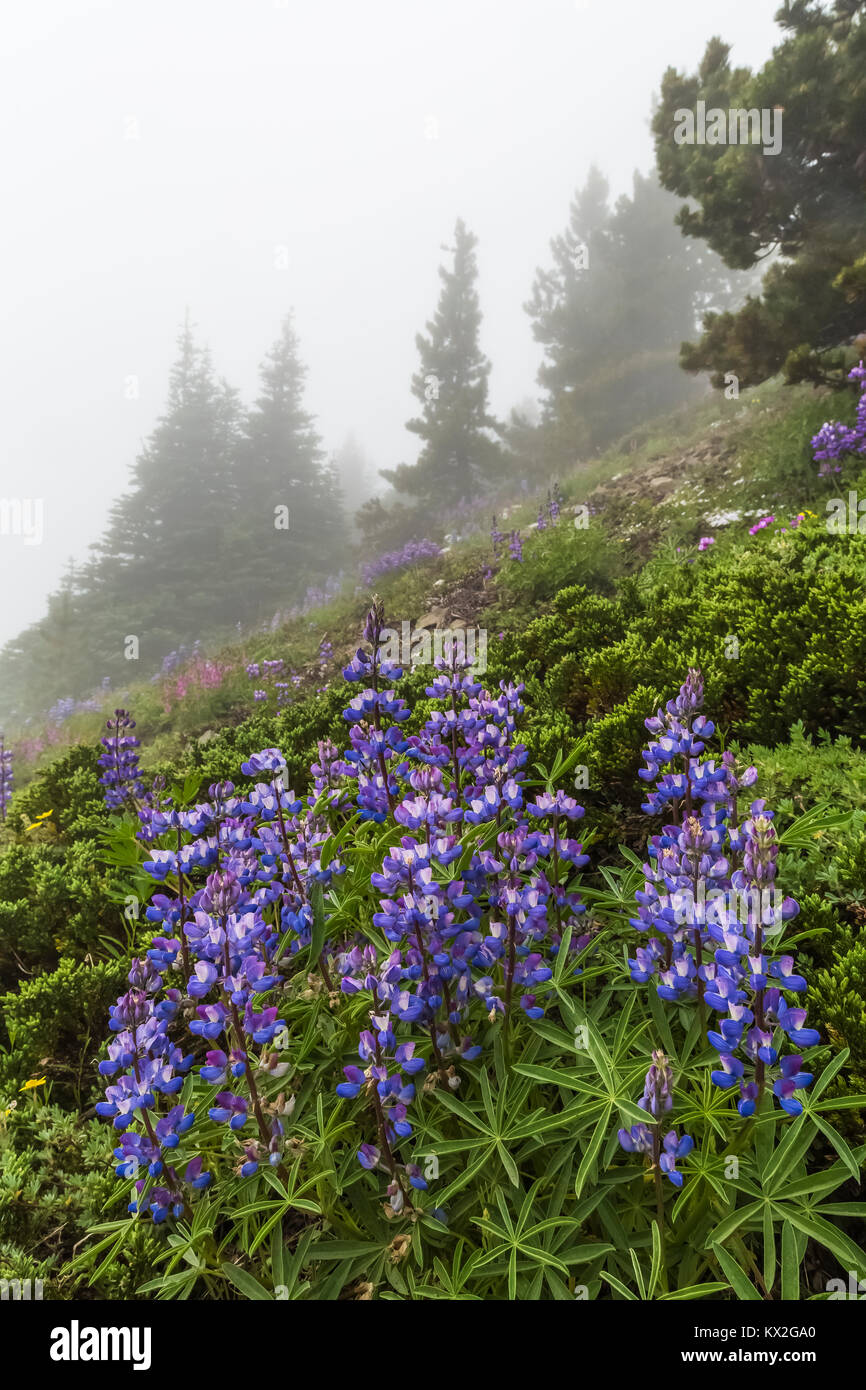Breitblättrige Lupine, Lupinus latifolius, blühen auf dem Berg Townsend im Buckhorn Wildnis, Olympic National Forest, Washington State, USA Stockfoto