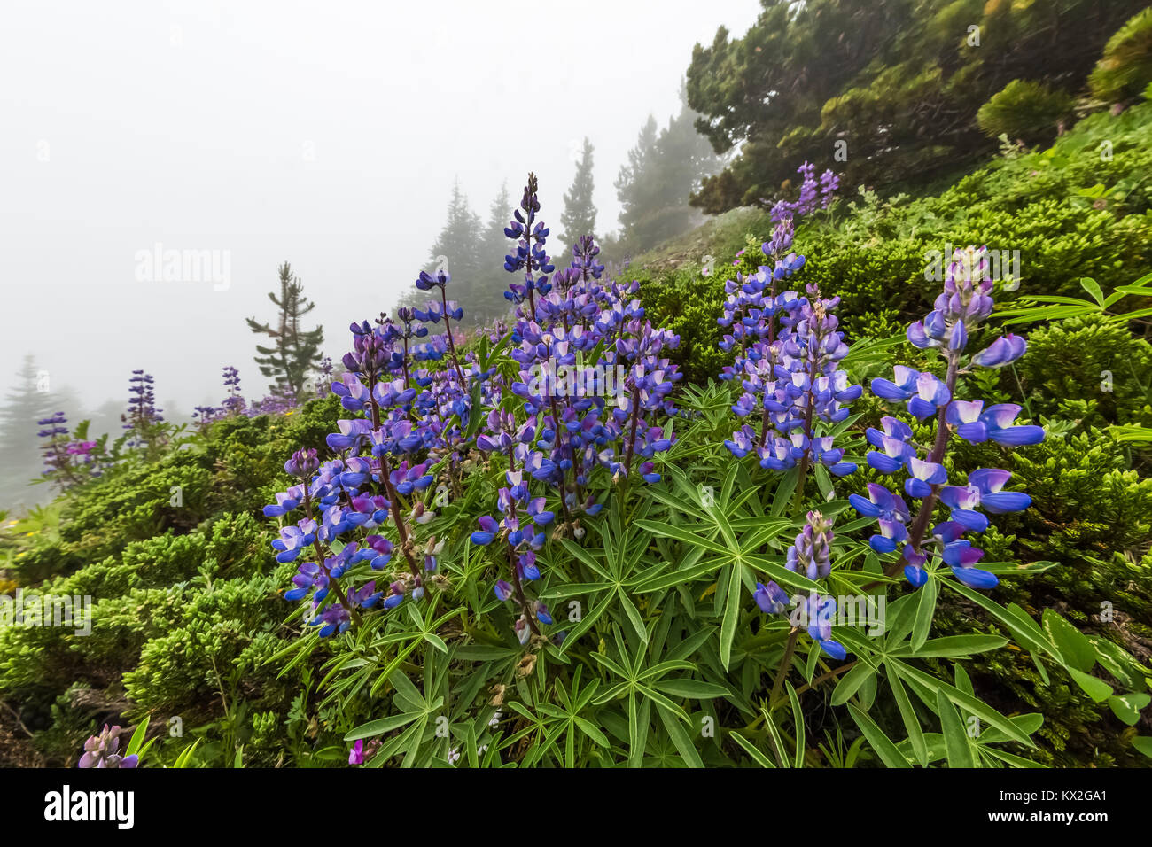 Breitblättrige Lupine, Lupinus latifolius, blühen auf dem Berg Townsend im Buckhorn Wildnis, Olympic National Forest, Washington State, USA Stockfoto