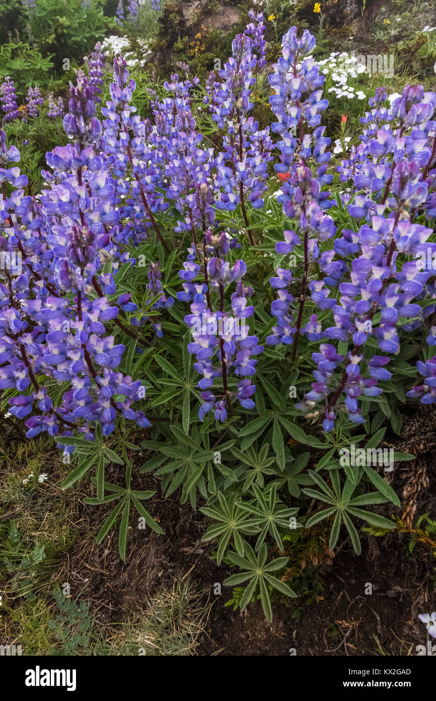 Breitblättrige Lupine, Lupinus latifolius, blühen auf dem Berg Townsend im Buckhorn Wildnis, Olympic National Forest, Washington State, USA Stockfoto