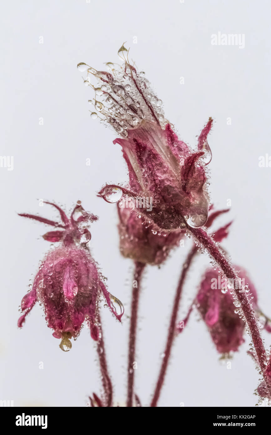Lila Avens, Geum triflorum, aka Praire Rauch, in eine Almwiese auf dem Berg Townsend im Buckhorn Wildnis, Olympic National Forest, Washington Stockfoto