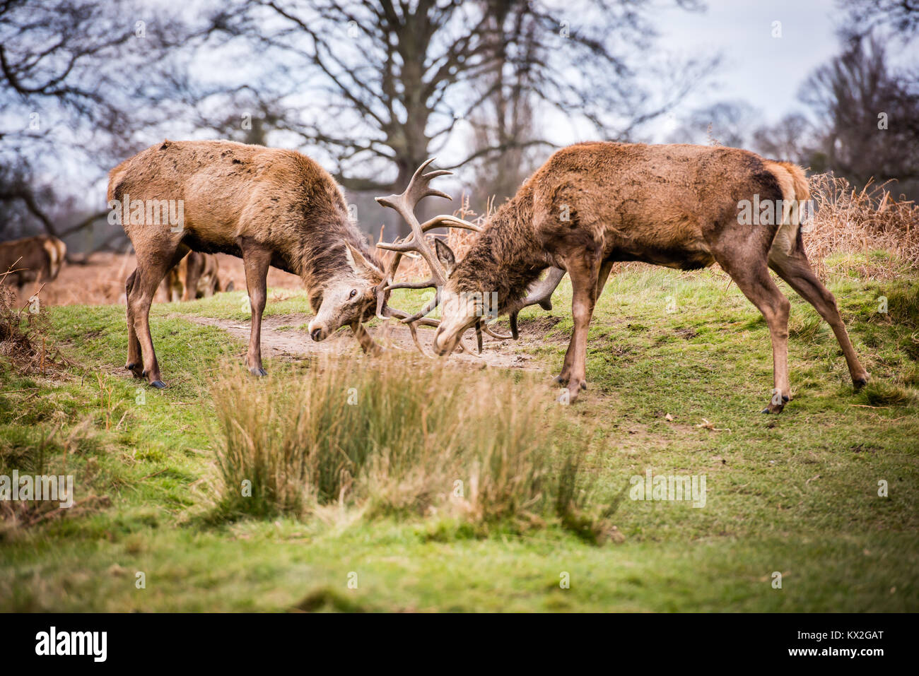 2 große männliche Hirsche lock Geweih in der Brunftzeit Stockfoto