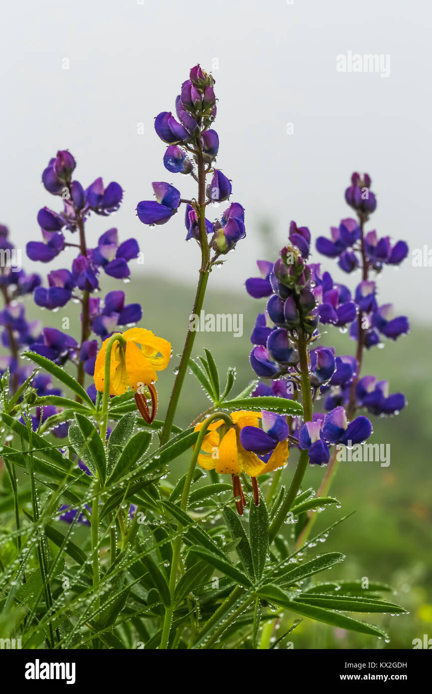 Breitblättrige Lupine, Lupinus latifolius, mit Kolumbien Tiger Lily, Lilium columbianum, blühen auf dem Berg Townsend im Buckhorn Wildnis, Olympic Nat Stockfoto