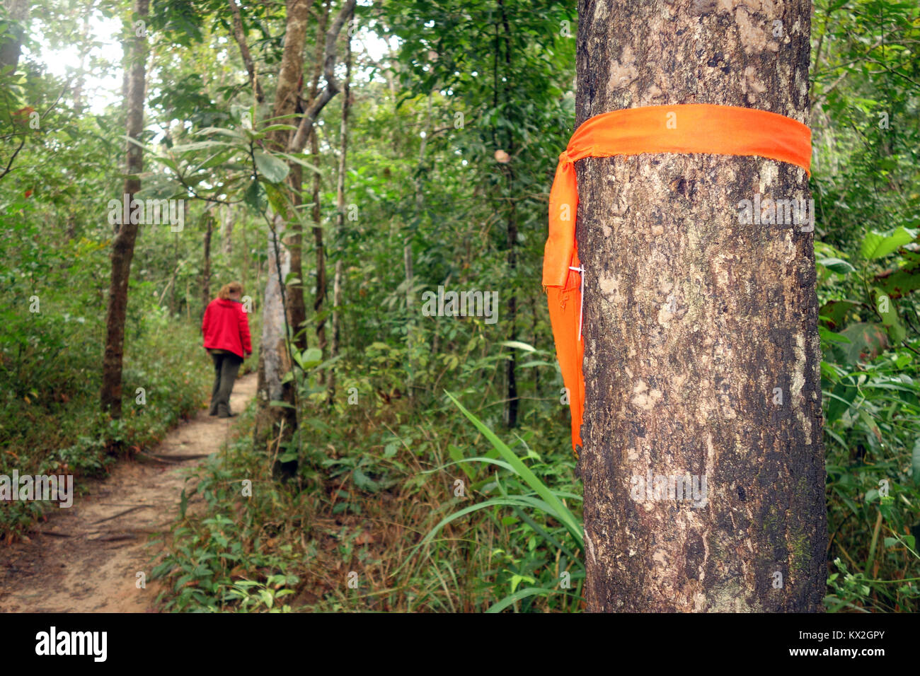 Orange tuch Kennzeichnung der Mönch Trail bis Doi Suthep, Chiang Mai, Thailand. Keine MR Stockfoto