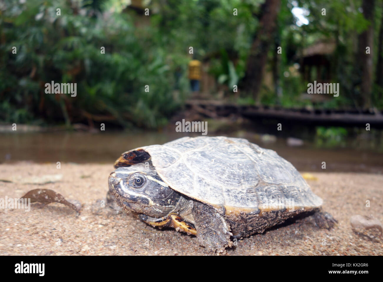 Schildkröte neben Stream im Wat Pha Lat, Doi Suthep, Chiang Mai, Thailand Stockfoto