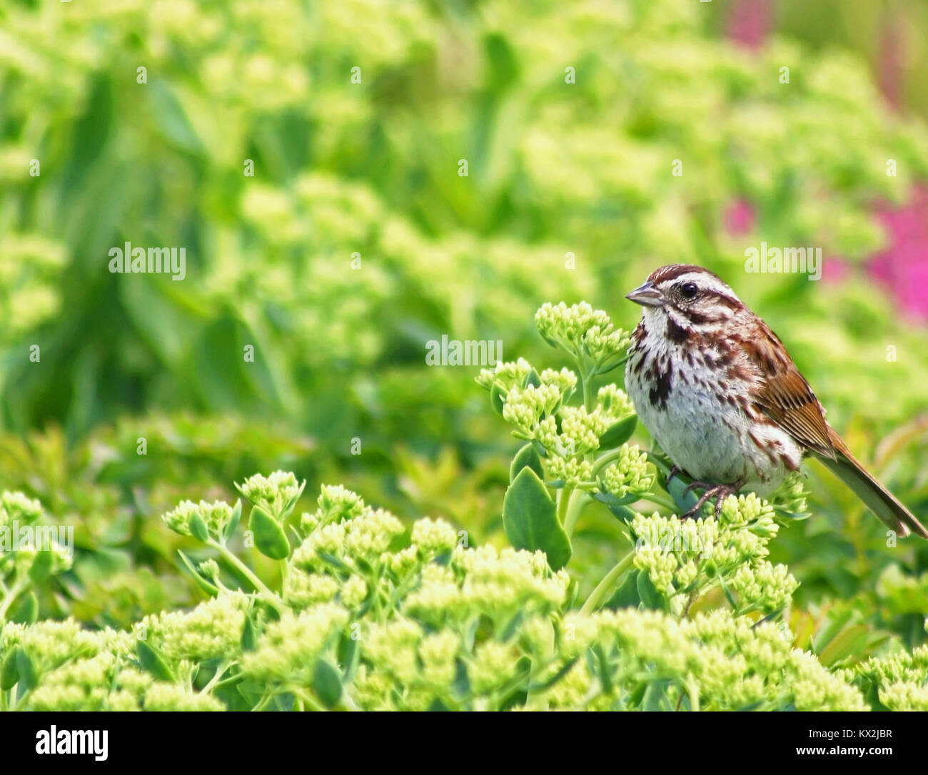 Ein kleiner Spatz ruht auf Herbst Freude Laub Stockfoto